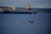 15 - Balein franche dans le port de Puerto Madryn